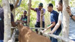 Kandang Jepit Disiapkan, Program Inseminasi Buatan Sapi di Nagekeo Siap Dilaksanakan