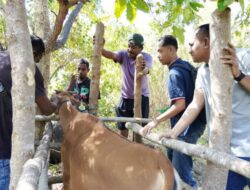 Kandang Jepit Disiapkan, Program Inseminasi Buatan Sapi di Nagekeo Siap Dilaksanakan