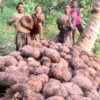 Dari Lahan Kosong Menuju Kesuksesan, Mikel Edo Asa Buktikan Porang Jadi Harapan Baru Petani Romarea