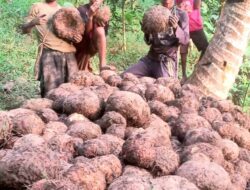 Dari Lahan Kosong Menuju Kesuksesan, Mikel Edo Asa Buktikan Porang Jadi Harapan Baru Petani Romarea