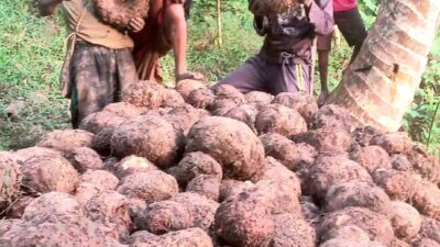Dari Lahan Kosong Menuju Kesuksesan, Mikel Edo Asa Buktikan Porang Jadi Harapan Baru Petani Romarea