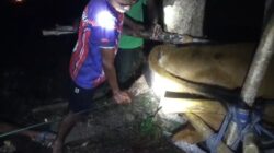 Anak Sapi Mati dalam Kandungan Akibat Gempa, Fransiskus Berjuang Selamatkan Induknya