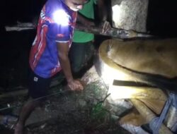 Anak Sapi Mati dalam Kandungan Akibat Gempa, Fransiskus Berjuang Selamatkan Induknya